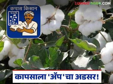 Kapus Kharedi : कापसाला 'ॲप'चा अडसर; लाखो शेतकऱ्यांची विक्री रखडली वाचा सविस्तर - Marathi News | latest news Kapus Kharedi: Cotton is hampered by the 'app'; Sales of lakhs of farmers are stalled Read in detail | Latest News at Lokmat.com