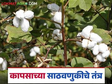 Cotton Storage : कापसाची साठवणूक पत्र्याच्या घरात करावी की स्लॅबच्या घरात? वाचा सविस्तर  - Marathi News | Latest News Kapus sathvanuk Should cotton be stored in sheet house or slab house Read in detail | Latest News at Lokmat.com