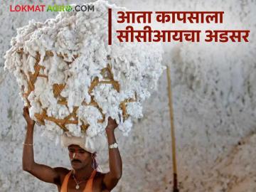 Kapus Market : ओलाव्यानुसार कापसाचे दर कसे राहतील, ओलावा किती असायला हवा? वाचा सविस्तर - Marathi News | Latest news Kapus Market How will cotton prices be affected by moisture, what should be moisture content Read in detail | Latest News at Lokmat.com Kapus Market : ओलाव्यानुसार कापसाचे दर कसे राहतील, ओलावा किती असायला हवा? वाचा सविस्तर - Marathi News | Latest news Kapus Market How will cotton prices be affected by moisture, what should be moisture content Read in detail | Latest News at Lokmat.com