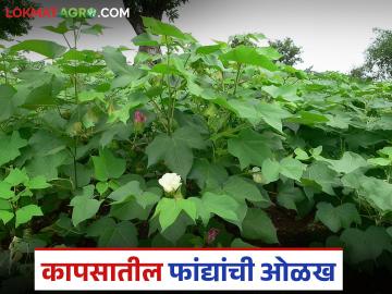 कापूस पिकातील गळफांदी आणि फळफांदी कशी ओळखायची? वाचा सविस्तर - Marathi News | How to identify different branches in cotton crop? Read in detail | Latest News at Lokmat.com कापूस पिकातील गळफांदी आणि फळफांदी कशी ओळखायची? वाचा सविस्तर - Marathi News | How to identify different branches in cotton crop? Read in detail | Latest News at Lokmat.com