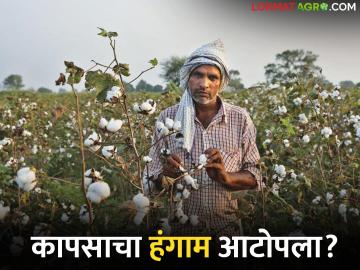 कापसाचा हंगाम मुदतीपूर्वीच आटोपला, खान्देशात कापूस खरेदी किती झाली, सध्याचे दर काय?  - Marathi News | Latest News Cotton season ended prematurely, how much cotton was purchased in Khandesh | Latest News at Lokmat.com