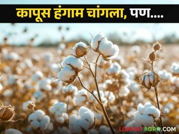 Cotton Market : कापूस बहरला, नंदुरबार जिल्ह्यात खरेदी केंद्रावर अपेक्षित भावचं नाही, वाचा सविस्तर  - Marathi News | Latest news no expected price cotton buying center in Khetia market yard of Nandurbar district | Latest News at Lokmat.com