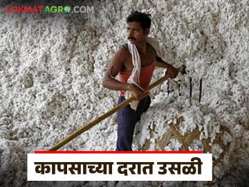 कापसाच्या दरात उसळी; कुठे मिळतोय प्रतिक्विंटल 8 हजार रुपयांचा दर, वाचा सविस्तर - Marathi News | Latest news Cotton prices surge; Market at Rs 8 thousand 650 ruppees per quintal, read in detail | Latest market-yard News at Lokmat.com