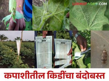 कपाशीवरील किडींची आर्थिक नुकसानीची पातळी ओळखून कसे कराल जैविक व्यवस्थापन - Marathi News | Identifying the economic threshold level of cotton pests and how to do its integrated management | Latest News at Lokmat.com