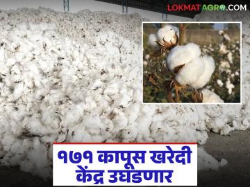 Kapus Kahredi : कापूस खरेदी सुलभ व जलद होण्यासाठी आता ॲग्रीस्टॅकच्या माहितीचा वापर होणार - Marathi News | Kapus Kahredi : Agristack information will now be used to make cotton procurement easier and faster | Latest News at Lokmat.com