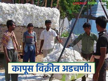 Kapus Kharedi : चुकीच्या स्लॉट बुकिंगमुळे कापूस विक्री खोळंबली वाचा सविस्तर - Marathi News | latest news Kapus Kharedi: Cotton sales disrupted due to incorrect slot booking Read in detail | Latest News at Lokmat.com