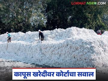 CCI in High Court : जिनिंग फॅक्टरींमध्ये किती शेतकऱ्यांनी कापूस विकला? हायकोर्टाची CCI ला थेट विचारणा - Marathi News | latest news CCI in High Court: How many farmers sold cotton to ginning factories? High Court asks CCI directly | Latest News at Lokmat.com