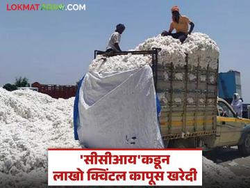 Kapus Kharedi : कापूस लागवड घटली, तरी 'सीसीआय'ने केली मोठी खरेदी वाचा सविस्तर - Marathi News | latest news Kapus Kharedi: Even though cotton cultivation has decreased, CCI has made big purchases. Read in detail | Latest News at Lokmat.com