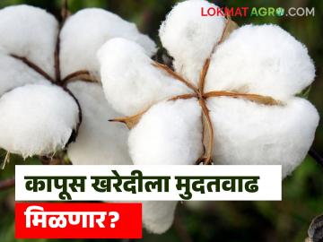 अतिरिक्त कापसाची खरेदी होणार का? खरेदीला मुदतवाढची किती आहे शक्यता, जाणून घ्या सविस्तर - Marathi News | Will there be additional cotton procurement? What is the possibility of extension of the procurement deadline, know in detail | Latest News at Lokmat.com