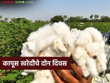 Kapus Kharedi : सीसीआयच्या कापूस खरेदीचे शेवटचे दोन दिवस; सध्या काय दराने सुरु आहे खरेदी? - Marathi News | Kapus Kharedi : Last two days of CCI's cotton procurement; At what rate is the procurement currently underway? | Latest News at Lokmat.com