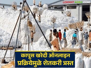 Kapus Kharedi : कापूस खरेदी ऑनलाइन प्रक्रियेमुळे शेतकरी त्रस्त वाचा सविस्तर - Marathi News | latest news Kapus Kharedi : Farmers are suffering due to the online process of purchasing cotton. Read in detail | Latest News at Lokmat.com