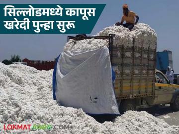 Kapus Kharedi : कापूस खरेदीचा पेच सुटला; सिल्लोडमधील १८ जिनिंगना 'सबयार्ड'चा दर्जा वाचा सविस्तर - Marathi News | latest news Kapus Kharedi: Cotton procurement issue solved; 18 ginning plants in Sillod get 'subyard' status Read in detail | Latest News at Lokmat.com