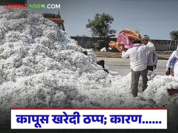 Kapus Kharedi : कापूस खरेदी 'या' केंद्रावर ठप्प; काय आहे कारण वाचा सविस्तर - Marathi News | latest news Kapus Kharedi: Cotton procurement stalled at 'Ya' centre; Read the reason in detail | Latest market-yard News at Lokmat.com