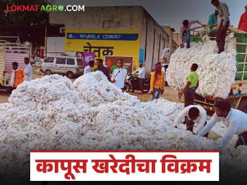 Kapus Kharedi : पैठणमध्ये कापूस खरेदीचा विक्रम; शेतकऱ्यांचा सीसीआयकडे वाढता ओढा - Marathi News | latest news Kapus Kharedi: Record cotton purchase in Paithan; Farmers' growing attraction towards CCI | Latest News at Lokmat.com