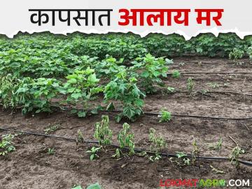 कपाशीचे झाडे अचानक जागेवर सुकू लागलीत करा हे सोपे उपाय - Marathi News | If cotton plants suddenly start drying up on the spot, do this simple solutions | Latest News at Lokmat.com