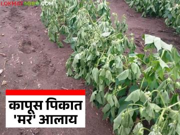 कपाशीची झाडे अचानक सुकू लागली आहेत मग आलाय 'हा' रोग; कसे कराल व्यवस्थापन - Marathi News | Cotton plants are suddenly starting to dry wilt up, then this disease has come; how to manage it | Latest News at Lokmat.com