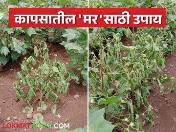 सततच्या पावसामुळे कापूस पिकात आलाय मर; शेतकऱ्यांनो तातडीने करा 'हे' उपाय - Marathi News | Cotton crop has died due to continuous rain; farmers should take 'these' measures immediately | Latest News at Lokmat.com सततच्या पावसामुळे कापूस पिकात आलाय मर; शेतकऱ्यांनो तातडीने करा 'हे' उपाय - Marathi News | Cotton crop has died due to continuous rain; farmers should take 'these' measures immediately | Latest News at Lokmat.com