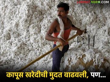 कापूस खरेदीला मुदतवाढ, प्रत्यक्षात 15 दिवस नव्हे, सात दिवसच खरेदी, काय आहे कारण? - Marathi News | Latest news Extension of cotton procurement period, actually procurement for only seven days, not 15 days, what is the reason | Latest News at Lokmat.com कापूस खरेदीला मुदतवाढ, प्रत्यक्षात 15 दिवस नव्हे, सात दिवसच खरेदी, काय आहे कारण? - Marathi News | Latest news Extension of cotton procurement period, actually procurement for only seven days, not 15 days, what is the reason | Latest News at Lokmat.com