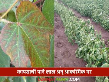 कापूस पिक लाल पडून वाढ खुंटणे, आकस्मित मर होणे यावर करावयाच्या उपाययोजना - Marathi News | Latest News Kapus Lagvad Measures to be taken against reddening, stunted growth and sudden death of cotton crop | Latest News at Lokmat.com