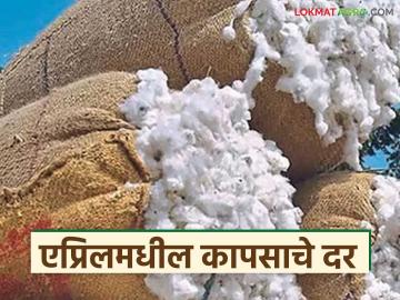 चालू एप्रिल महिन्यात कापसाला कसे दर मिळतील, हमीभाव ओलांडणार का? वाचा सविस्तर  - Marathi News | Latest News Cotton market prices for cotton in the current month of April 2026 Read in detail | Latest market-yard News at Lokmat.com