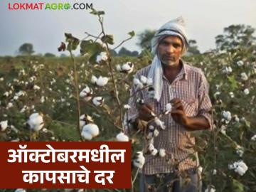 Kapus Market : या ऑक्टोबर महिन्यात कापसाला कसे दर मिळतील, वाचा सविस्तर  - Marathi News | Latest news Kapus Market Read in detail how cotton prices will be available October 2025 | Latest News at Lokmat.com