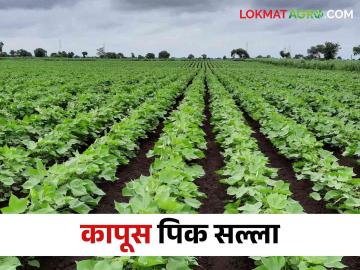 कापूस पिकातील रसशोषक किडींचा असा करा बंदोबस्त - Marathi News | How to Control sucking pest in cotton crop | Latest News at Lokmat.com