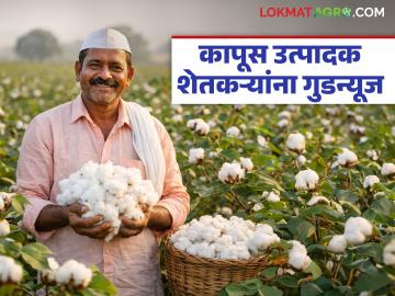Cotton Price: कापसाचे भाव पडले तरीही आता शेतकऱ्यांचे नुकसान होणार नाही; केंद्र सरकारने घेतला 'हा' महत्वपूर्ण निर्णय - Marathi News | Even if cotton prices fall, farmers will not suffer any losses; Central government has taken this important decision | Latest News at Lokmat.com