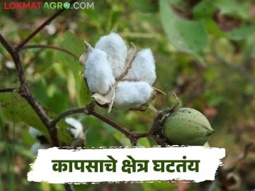 राज्यात कापसाचं उत्पादन घटलं, 'ही' आहेत दोन प्रमुख कारणे, वाचा सविस्तर - Marathi News | Latest News Cotton cultivation in Maharashtra has decreased by approximately 4 lakh hectares in four years | Latest News at Lokmat.com राज्यात कापसाचं उत्पादन घटलं, 'ही' आहेत दोन प्रमुख कारणे, वाचा सविस्तर - Marathi News | Latest News Cotton cultivation in Maharashtra has decreased by approximately 4 lakh hectares in four years | Latest News at Lokmat.com