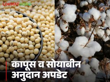 Kapus Soybean Anudan : कापूस व सोयाबीन अनुदान न मिळालेल्या शेतकऱ्यांसाठी हा मोठा निर्णय; वाचा सविस्तर - Marathi News | Kapus Soybean Anudan : This is a big decision for farmers who did not get cotton and soybean subsidy; Read in detail | Latest News at Lokmat.com
