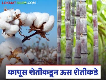 कापसापेक्षा ऊस भारी, उशिरा पक्व होणाऱ्या, अधिक उत्पादन देणाऱ्या ऊसाची लागवड वाढली! - Marathi News | Latest News cultivation of late-maturing, high-yielding sugarcane varieties has increased | Latest News at Lokmat.com