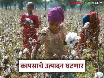 Kapus Lagvad : मागील आठ वर्षात कापसाची लागवड कशी राहिली? जाणून घ्या सविस्तर  - Marathi News | latest News Kapus Lagvad How has cotton cultivation been in last eight years read in detail | Latest News at Lokmat.com