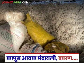 Kapus Bajarbhav : कापसाची आवक मंदावली, 31 डिसेंबरनंतर कापसाच्या दरात बदल होण्याचे संकेत! - Marathi News | Latest News Kapus bajarbhav Cotton arrivals slow down, signs of change in cotton prices after December 31 | Latest News at Lokmat.com Kapus Bajarbhav : कापसाची आवक मंदावली, 31 डिसेंबरनंतर कापसाच्या दरात बदल होण्याचे संकेत! - Marathi News | Latest News Kapus bajarbhav Cotton arrivals slow down, signs of change in cotton prices after December 31 | Latest News at Lokmat.com