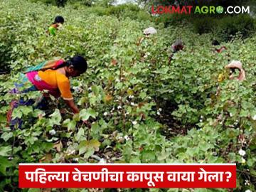 Kapus Kharedi : अतिवृष्टीचा फटका! शेतकऱ्यांचा काळवंडलेला कापूस आणि सरकारचा हमीभाव कागदावरच - Marathi News | latest news Kapus Kharedi: Heavy rains hit! Farmers' blackened cotton and the government's guaranteed price is only on paper | Latest News at Lokmat.com