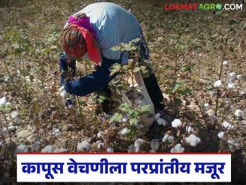 कापूस वेचणीला मध्य प्रदेशहून आणली लेबर; वेचणीसाठी प्रतिकिलो कसा दिला जातोय दर? - Marathi News | Labor brought from Madhya Pradesh for cotton picking; How is the rate per kg being paid for picking? | Latest News at Lokmat.com