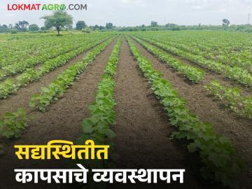 Cotton Farming : कपाशीतील मावा किडीच्या नियंत्रणासाठी काय करावे, जाणून घ्या सविस्तर  - Marathi News | Latest News Cotton farming Know in detail what to do to control cotton aphids | Latest News at Lokmat.com