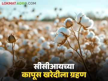 Kapus Kharedi : 'सीसीआय'च्या कापूस खरेदीला ग्रहण; ॲप नोंदणी शेतकऱ्यांसाठी ठरली डोकेदुखी - Marathi News | latest news Kapus Kharedi : CCI's cotton procurement eclipsed; App registration became a headache for farmers | Latest News at Lokmat.com Kapus Kharedi : 'सीसीआय'च्या कापूस खरेदीला ग्रहण; ॲप नोंदणी शेतकऱ्यांसाठी ठरली डोकेदुखी - Marathi News | latest news Kapus Kharedi : CCI's cotton procurement eclipsed; App registration became a headache for farmers | Latest News at Lokmat.com