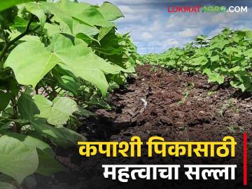 Cotton Disease : कापूस पिकातील लाल पानांसाठी 'हे' नक्की करा, वाचा सविस्तर  - Marathi News | Latest News Cotton Red leaf disease what is solution read in detail  | Latest News at Lokmat.com
