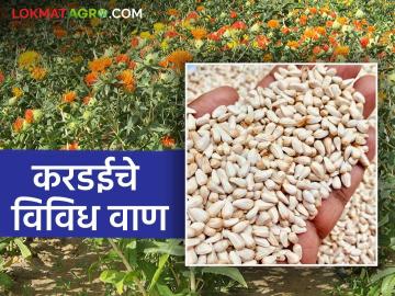 Kardai Lagvad : करडई पिकाची लागवड करताय? कोणते वाण निवडाल? - Marathi News | Kardai Lagvad : Cultivation of Safflower crop? Which variety will you choose? | Latest News at Lokmat.com