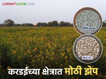 New Research : 'करडई'च्या दोन नवीन वाणांना देशपातळीवर मान्यता; जाणून घ्या सविस्तर माहिती - Marathi News | New Research: latest news Two new varieties of 'Kardai' approved at the national level; Know detailed information | Latest News at Lokmat.com