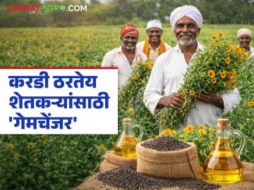 Safflower Oil Price : सूर्यफूल- सोयाबीन महाग; करडी ठरतेय शेतकऱ्यांची 'गेमचेंजर'! - Marathi News | latest news Safflower Oil Price: Sunflower-Soybean is expensive; Safflower is becoming a 'game changer' for farmers! | Latest News at Lokmat.com