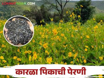 Karala Lagavd : कारळा पिकाची सुधारित वाणाने कशी कराल पेरणी? - Marathi News | Karala Lagavd : How to sow niger karala crop with improved variety? | Latest News at Lokmat.com