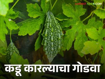चवीला कडू असलेले कारले आरोग्यासाठी कसं गोड वाचा सविस्तर - Marathi News | Bitter taste of bitter gourd How sweet is for the health read in detail | Latest News at Lokmat.com