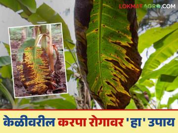 Karapa Disease On Banana : केळीवर करपा रोगाचा अटॅक; या करा उपाययोजना वाचा सविस्तर - Marathi News | Karapa Disease On Banana: Attack of Karapa disease on banana; Read the measures in detail | Latest News at Lokmat.com Karapa Disease On Banana : केळीवर करपा रोगाचा अटॅक; या करा उपाययोजना वाचा सविस्तर - Marathi News | Karapa Disease On Banana: Attack of Karapa disease on banana; Read the measures in detail | Latest News at Lokmat.com