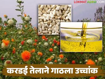 कोलेस्ट्रॉल कमी करणाऱ्या करडई तेलाच्या दराने गाठला उच्चांक; वाचा कसा मिळतोय दर? - Marathi News | The price of safflower oil, which lowers cholesterol, has reached an all-time high; Read how the price is being obtained? | Latest News at Lokmat.com कोलेस्ट्रॉल कमी करणाऱ्या करडई तेलाच्या दराने गाठला उच्चांक; वाचा कसा मिळतोय दर? - Marathi News | The price of safflower oil, which lowers cholesterol, has reached an all-time high; Read how the price is being obtained? | Latest News at Lokmat.com