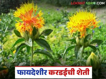 Safflower Farming : फायद्याची करडईची शेती करा, तेलाला वर्षभर मागणी अन् भावही, वाचा सविस्तर  - Marathi News | Latest News Kardai sheti Profitable safflower farming, demand and price of oil throughout the year, read in detail | Latest News at Lokmat.com
