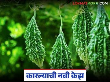 Karela Farming : पारंपरिक पिकांना रामराम; कारल्याची गोडी का वाढतेय? वाचा सविस्तर - Marathi News | latest news Karela Farming: Goodbye to traditional crops; Why is the sweetness of karela increasing? Read in detail | Latest News at Lokmat.com