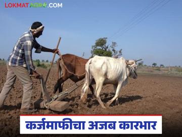 कर्जमाफीचा गोलमाल; प्रामाणिकपणे कर्ज फेडणाऱ्या शेतकऱ्याला शिक्षा तर कर्ज थकविणाऱ्याला बक्षीस - Marathi News | Loan waiver scam; Punishment for farmers who pay off loans honestly, reward for those who default on loans | Latest News at Lokmat.com