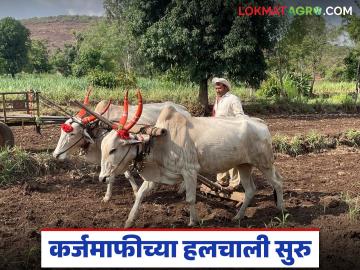 कर्जमाफीसाठी पुढील हलचाली सुरु; राज्य शासनाने बँकांकडून शेतकऱ्यांची 'ही' माहिती मागविली