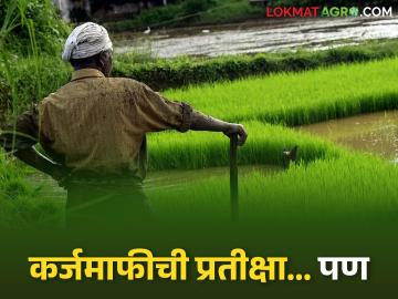 Crop Loan : 'एनपीए' खात्यांमुळे शेतकऱ्यांची कोंडी! कर्जमाफी अनिश्चित, नवे कर्ज कसे मिळणार? - Marathi News | latest news Crop Loan: Farmers' dilemma due to 'NPA' accounts! Loan waiver uncertain, how to get new loans? | Latest News at Lokmat.com