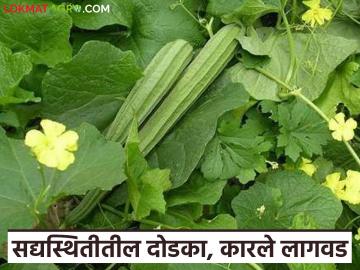Dodaka, Karle Lagvad : कमी खर्चात कमी कालावधीत चांगल उत्पादन देणारी दोडका, कारले शेती, वाचा सविस्तर  - Marathi News | Latest news Dodaka, Karle Lagvad: Dodaka, Karle farming that gives good production at low cost in short period of time, read in detail | Latest smart-farming News at Lokmat.com